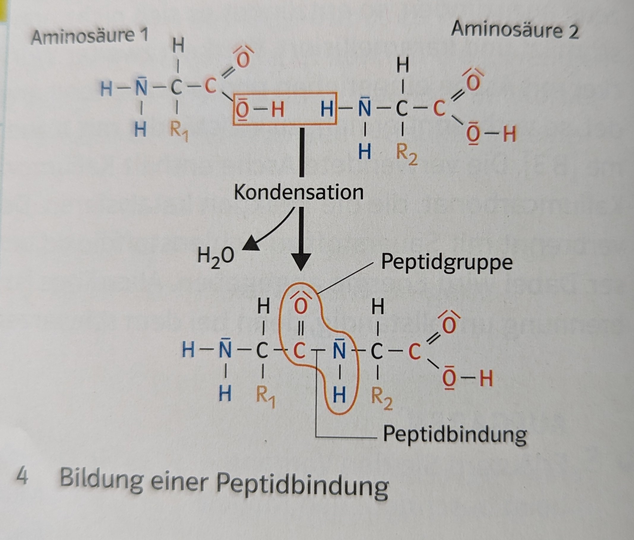 Abbildung Peptidbindung.jpg