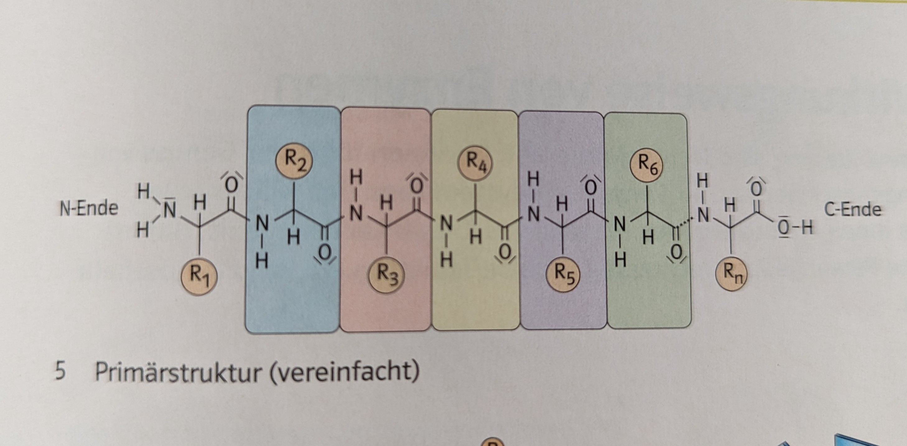 Abbildung Primärstruktur.jpg