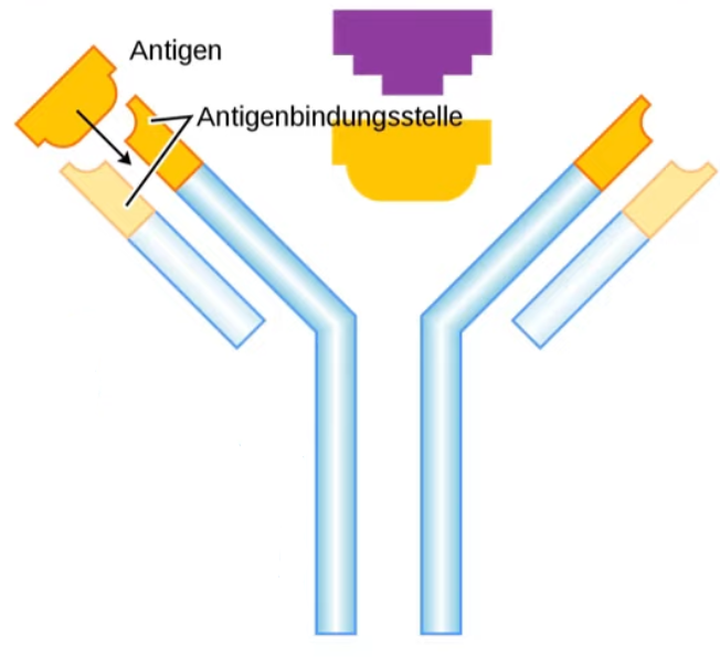 Antigen.png|400