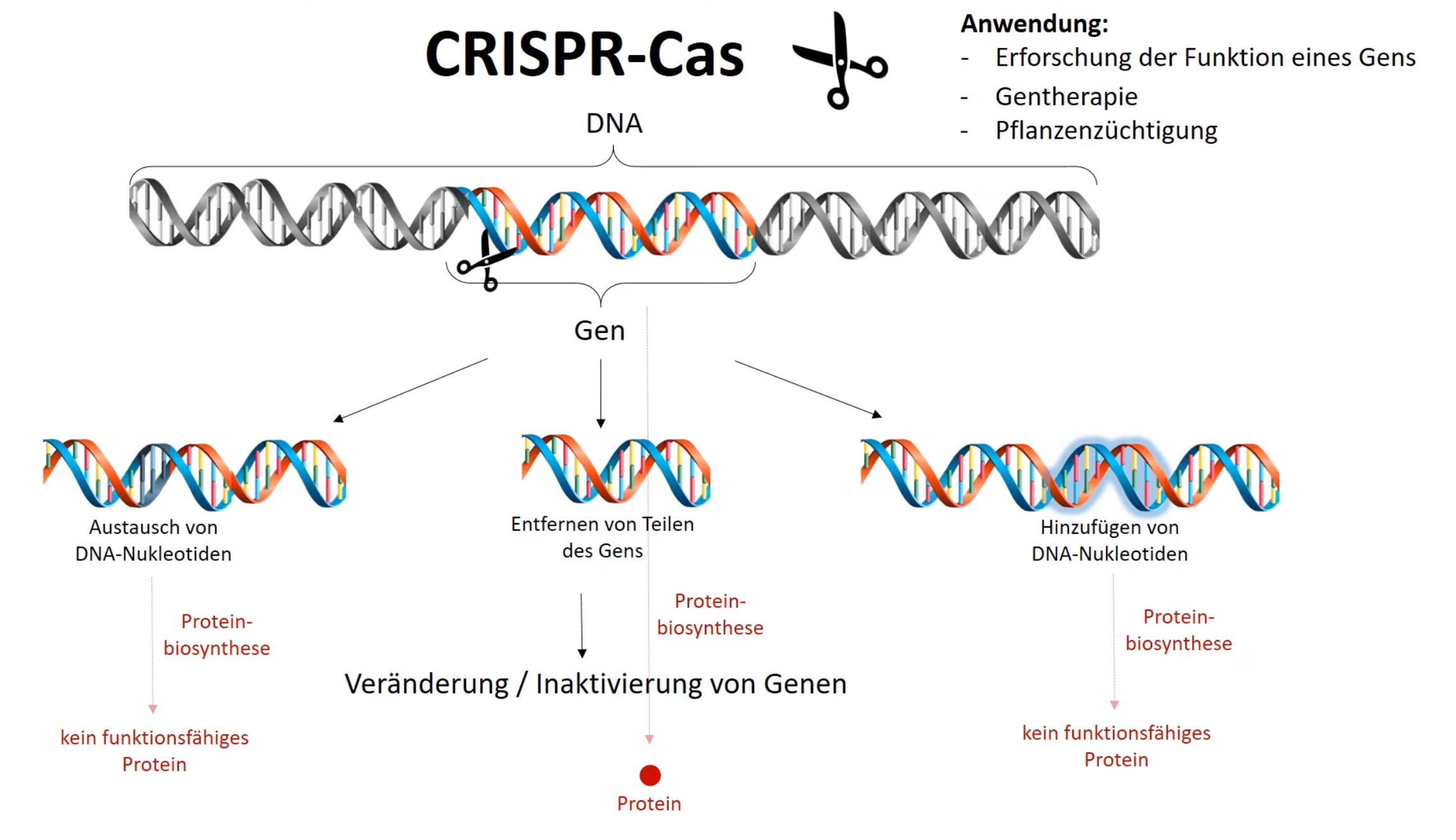 CRISPR-Cas Anwedung.jpg