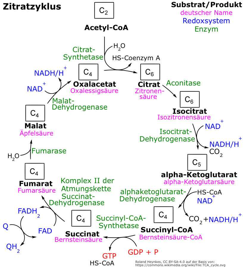 Citratzyklus.png