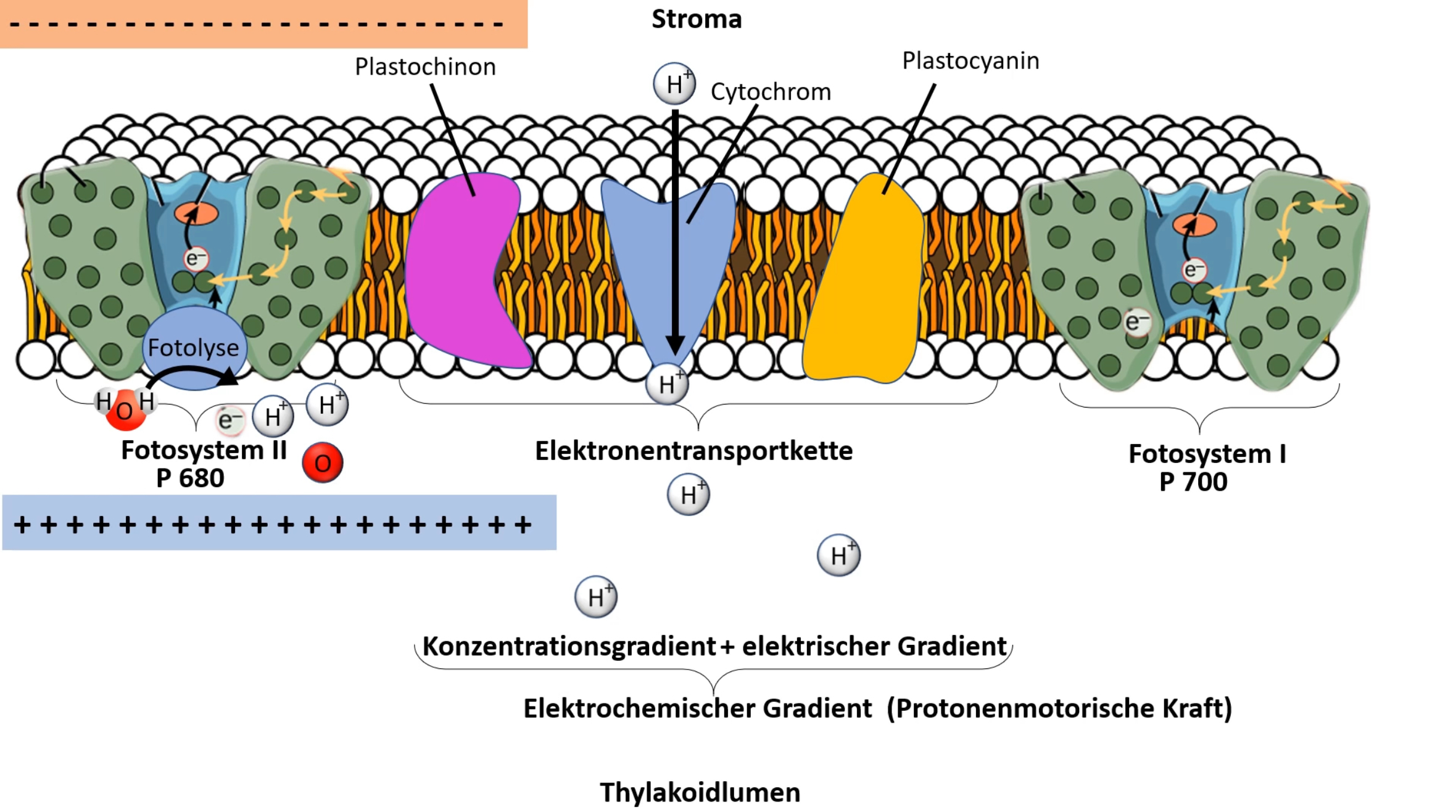 Lichtabhängige Reaktion 3.jpg
