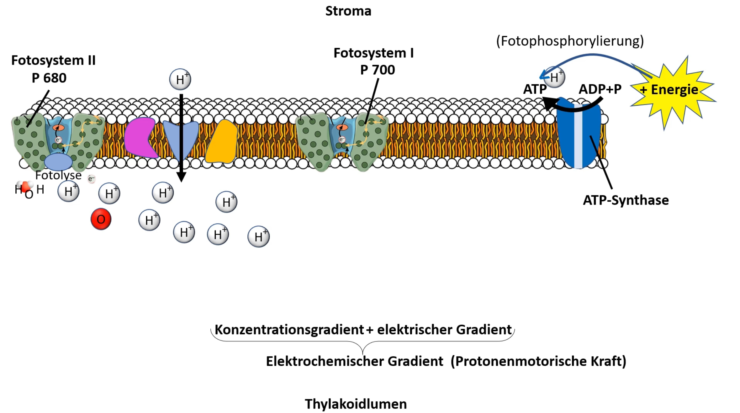 Lichtabhängige Reaktion 4.jpg