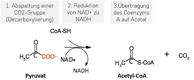 Pyrovatoxidationoxidative Decarboxilierung.png