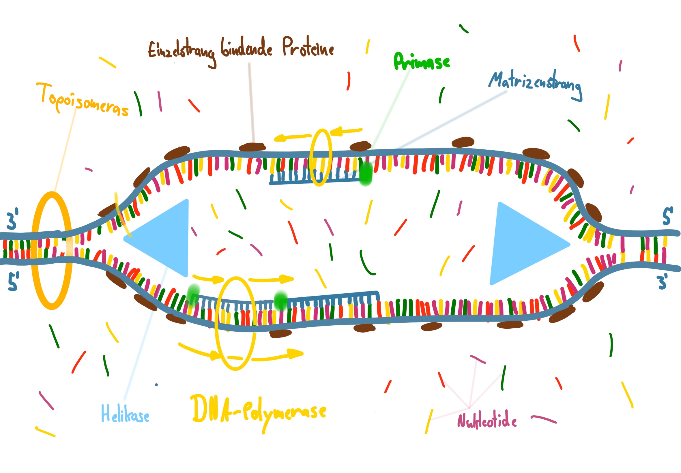 Replikation Zeichnung.jpg