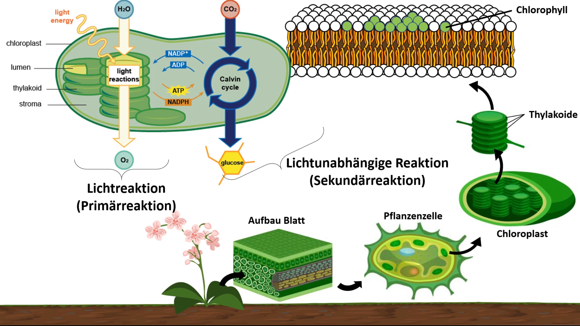 fotosynthese Aufbau.jpg